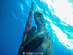 Green sea turtle on a safety stop by John Loving 